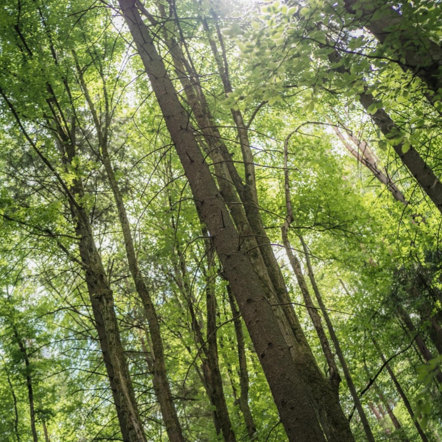 Veduta di un bosco con alberi dalle fronde verdi